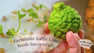 GERMINATE KAFFIR LIME SEEDS SUCCESSFULLY [upl. by Timms]