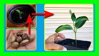 How to Grow Cinnamon From Seeds  Growing Cinnamon Tree From Seed [upl. by Ravo]