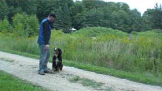 Bernese Mountain Dog Kinnick  Puppy Training Graduate [upl. by Anastas]