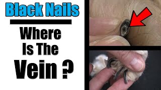 How To Cut Black Dog Nails  Locating The Vein [upl. by Zellner]