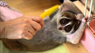 Brushing cute Slow Loris [upl. by Harad]