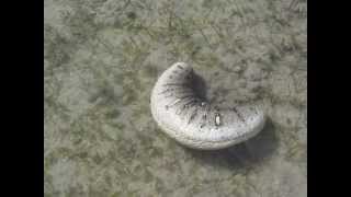 Oman sea cucumber Holothuria scabra in motion by Khalfan Al Rashdi [upl. by Rhea]