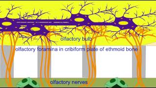 OLFACTORY NERVES BULB TRACT [upl. by Hayes16]