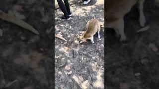 Feeding Kangaroos at Caversham Wildlife Park [upl. by Franchot]