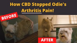 How CBD helps dogs with Arthritis [upl. by Tiphany393]