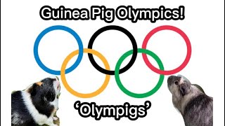 Guinea Pig Olympics Olympigs guineapig olympics [upl. by Jamesy947]