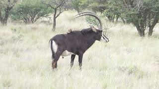 Sable Antelope Hippotragus niger Marrick Kimberley South Africa 21 Nov 2022 [upl. by Billy]