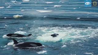 Wave Hunting Orcas Prey on Seal  Antarctica  Lindblad ExpeditionsNational Geographic [upl. by Kobi]