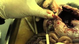 تشريح الأرنب  Dissecting a rabbit Oryctolagus Cuniculus [upl. by Pontius]