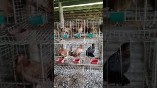 BREEDING AREA youtubeshorts viralvideo shortsfeed farm [upl. by Mashe]