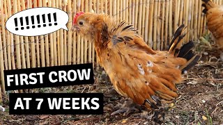 Baby Roosters First Crow  Mille Fleur DUccle Cockerel [upl. by Tenner528]