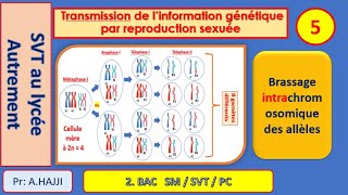 Brassage intrachromosomique des allèles  Fécondation  diversité génétique  exemples [upl. by Dina]