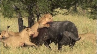 Battle at Serengeti buffalo lions amp elephants [upl. by Donohue24]