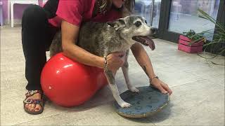 Riabilitazione in cane operato di ernia cervicale  Fisioterapia Veterinaria Pisa® [upl. by Ellennoj925]