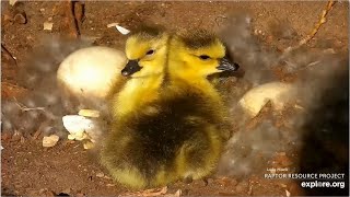 Decorah Goose N2B  One Gosling Jumps Safely To Ground 2 Goslings Are Left Behind In Nest 42324 [upl. by Aneehc]