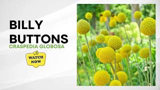 Craspedia Globosa  Billy Buttons  Drumstick Flower [upl. by Nancee]