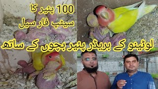 Lutino Lovebird 100 Breeders Pairs With Egg and Chicks Setup Visit in Urdu [upl. by Ylebmik]