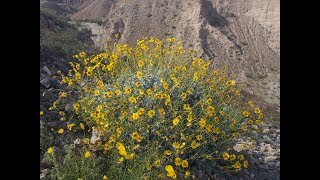 Encelia farinosa brittlebush [upl. by Kalvin885]