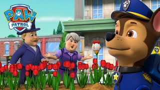 A ritka csirketulipán keresése és még sok más  Mancs Őrjárat  PAW Patrol epizód Magyar [upl. by Rabah]