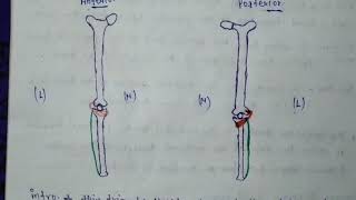 Popliteus muscle anatomy [upl. by Wier]