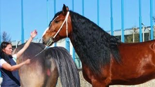 Super Murrah A Powerful Draft Horse For Mixing Breeds [upl. by Yentiw]