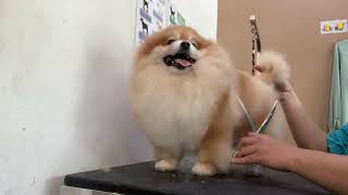 Cute Pomeranian Grooming  Dog Grooming  Pomeranian Puppy  Dog Lover [upl. by Glynias216]