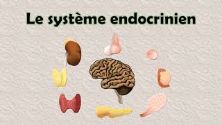 Biochimie  le Système Endocrinien [upl. by Ocimad916]