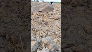 Red wattled lapwing working for chick [upl. by Danete]