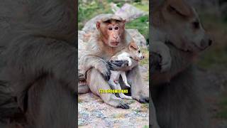 Why Are Baboons STEALING Puppies 😱 shorts [upl. by Prussian]