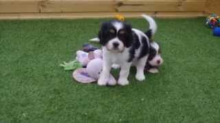 Cavalier x Lhasa Apso pups [upl. by Llennoj]