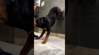 Baby Rottweiler Training shorts dogtraining letstalkk9 [upl. by Lanaj]