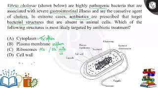 Vibrio cholerae shown below are highly pathogenic bacteria that are associated with severe gas [upl. by Nahsin]