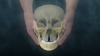 Lyons Institute  Craniosacral Biodynamics TMJ  Mandible Hold [upl. by Fein]