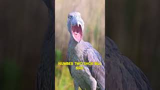 Amazing Bird Sound shorts animals sound [upl. by Mcgray]