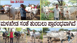 Big size bulls now start to coming in Malkhed ox market  Good working ox for sale in ox Market [upl. by Tatianna]