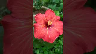 Beautiful flower 🌺 beautifulflower vairalvideo youtubeshorts [upl. by Gustafson206]