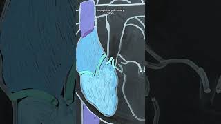 Blood Flow through the Heart 🫀 shorts anatomy [upl. by Adnirod132]