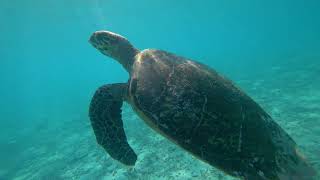 Maldives snorkeling with manta fishes and sharks [upl. by Thomasina261]