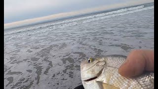 Oregon Surf Perch Fishing Club Dec 13 2023 [upl. by Aihsrop]