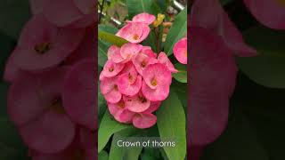 beautiful crown of thorns  christ plant [upl. by Nylrehc666]