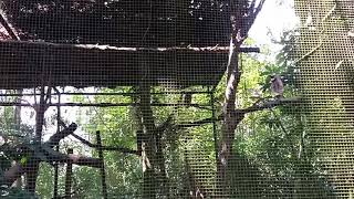 Taiping zoo Perak Malaysia asia Owl [upl. by Rasecoiluj589]