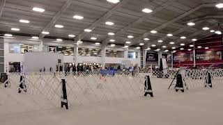 Ibizan Hound Club of the United States Live Stream  Obedience and Rally [upl. by Hgieloj596]