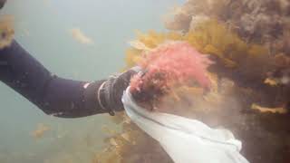 Asparagopsis armata in Port Phillip Bay Victoria Australia [upl. by Ayot813]