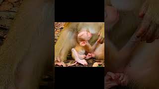 Accident monkey and need help monkey animals short Rainbow [upl. by Ahselet]