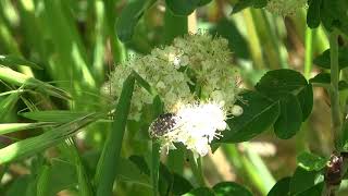 Sorbus Burka [upl. by Brader]