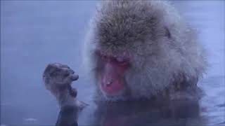 Japanese snow monkeys relaxing and meditating in hot spring [upl. by Oznecniv]