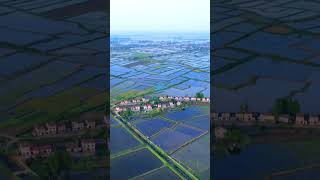 China Paddy Field and CrayFish Farm view from Sky 👀 [upl. by Ydeh]