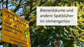 Bienenbäume und andere Spätblüher im Immengarten [upl. by Eveineg]