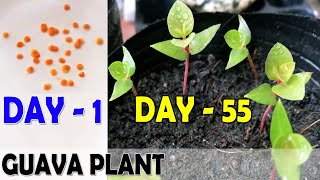 GUAVA SEEDLING  How to Grow Guava Plants From Seeds  Sprouting Seeds [upl. by Grath]