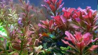 quotsuper redquot Aquatic plants Ludwigia Palustris [upl. by Phylis]